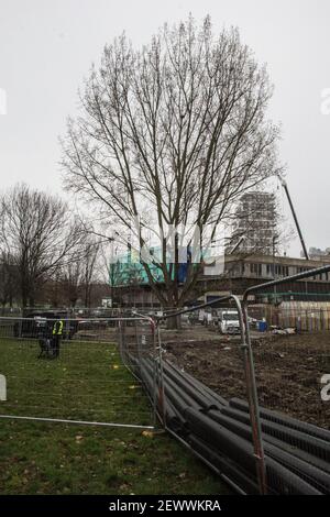 York Gardens, Londres, Royaume-Uni. 3 mars 2021. C'est le dixième jour de la garde d'arbres pour les protecteurs d'arbres qui occupent le peuplier noir vieux de 100 ans qui doit être abattu le lundi dernier, 22 février 2021, par une coentreprise entre Taylor Wimpey Homes et le Council of Wandsworth. Credit: SABRINA MEROLLA/Alamy Live News Banque D'Images