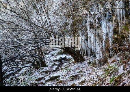 Shrubéry recouvert de glace et une cascade en arrière-plan. Banque D'Images