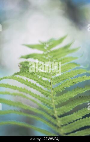 Gros plan de la plante de fougères en forêt Banque D'Images