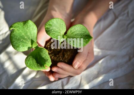 deux petites plants de citrouille germés dans les mains sur un soleil jour Banque D'Images