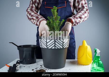 Les mains du jardinier mâle transplanter le petit sapin dans un nouveau pot en studio sur fond gris. Jardinage et soin des plantes domestiques. Transplantation Banque D'Images