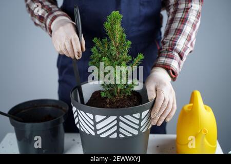 Transplantation de plantes d'intérieur. Jardinage à la maison. Entretien des plantes. L'homme transplante des plants d'épinette de l'ancien pot à nouveau. Vue rognée du jardinier masculin Banque D'Images