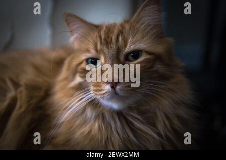 Un portrait de chat domestique brun à poil long Banque D'Images