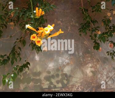 Une belle trompette jaune de vigne rampante (campsis radicans) accrochée d'un mur sous le soleil en été. CopySpace. Banque D'Images