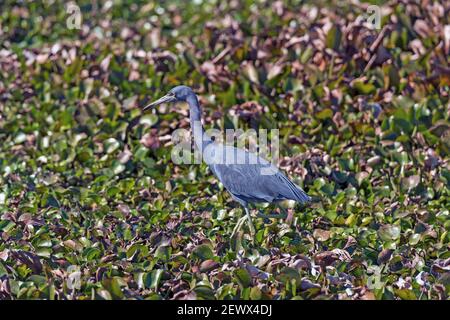 Little Blue Heron errant les zones humides du parc régional de Brazos Bend, au Texas Banque D'Images