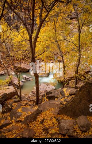 Arbres le long de la rivière Virgin en automne, parc national de Zion, Utah Banque D'Images