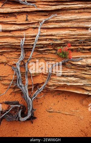 Squelette à l'apéro mort et pinceau rouge contre des couches de grès, monument national Vermilion Cliffs, Arizona Banque D'Images