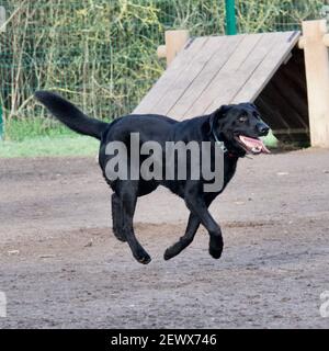 Chien fou de Labrador noir qui semble flotter au-dessus du sol dans un chien de parc hors laisse. Banque D'Images