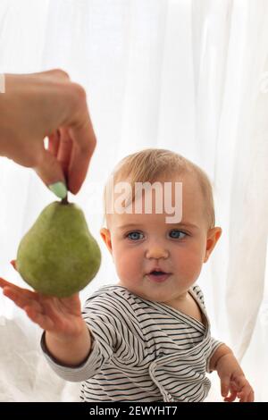 Mignonne bébé fille sont assis avec fond blanc poire intérieur. Drôle d'enfant explore le fruit Banque D'Images