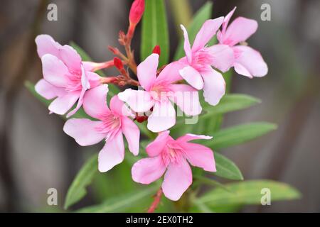 Fleurs de Kaner communément connues sous le nom de Nerium ou oléander. Ressemblance superficielle avec l'olive non reliée Olea. Pune, Maharashtra, Inde. Banque D'Images