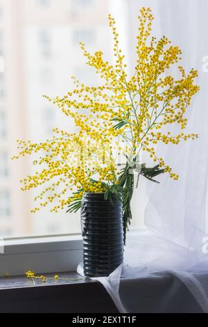 Mimosa dans un vase sur la fenêtre. Des fleurs de printemps parfumée jaunes ont fleuri sur le fond de la fenêtre avec de la tulle blanche. Une belle composition Banque D'Images