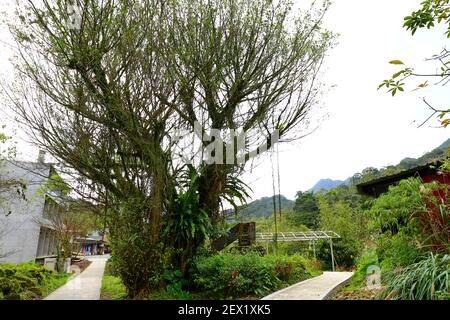 Jingtong architecture de style japonais, une destination populaire dans la ville de New Taipei Taiwan Banque D'Images