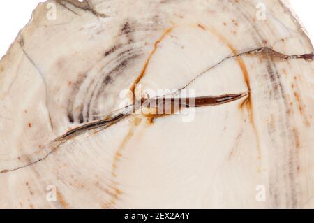 section d'échantillon de minerai de bois pétrifié montrant des anneaux d'arbres Banque D'Images