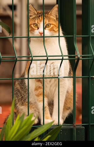 le chat derrière les fils assis et regardant les passants. Banque D'Images