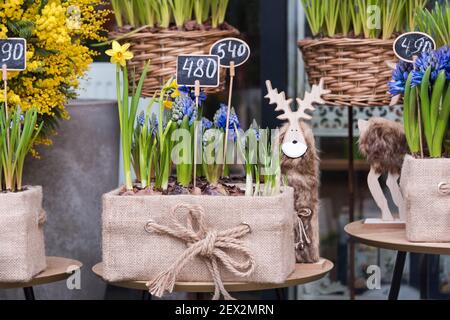 Fleurs à vendre au marché aux fleurs. Fleurs vivaces bulbeuses pour le jardin. La jacinthe et les crocus du début du printemps poussent dans des paniers Banque D'Images