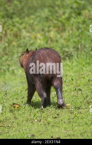 Un capybara marche à travers l'herbe et se mange dans le Pantanal au Brésil, en Amérique du Sud Banque D'Images