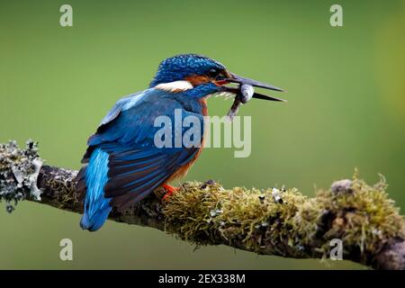 Mâle de kingfisher pêchant à partir d'une branche de mousse Banque D'Images