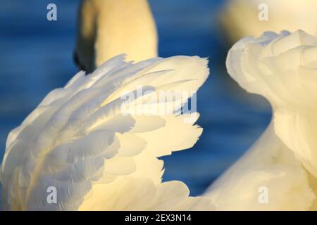 Le plumage blanc pur de Swan Banque D'Images