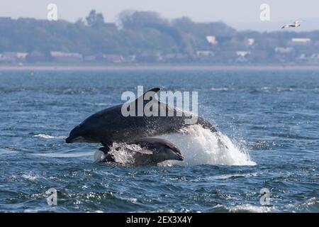 Grands dauphins (Tursiops truncatus) braconnage, Fortrose, Moray Firth, Écosse, Royaume-Uni Banque D'Images