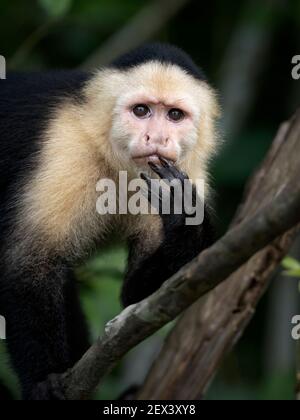 Capuchin à face blanche (imitateur Cebus), lac Gatun, Panama