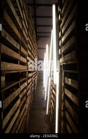 Pommes de terre de semence stockées sous lumière artificielle Banque D'Images