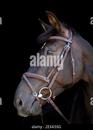 Un coup de tête d'un cheval noir dans un bridon. Banque D'Images