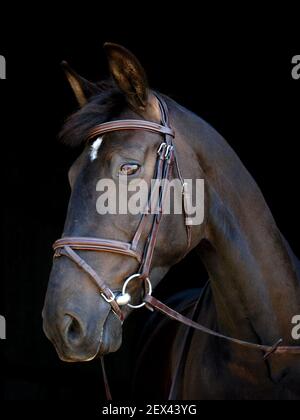 Un coup de tête d'un cheval noir dans un bridon. Banque D'Images