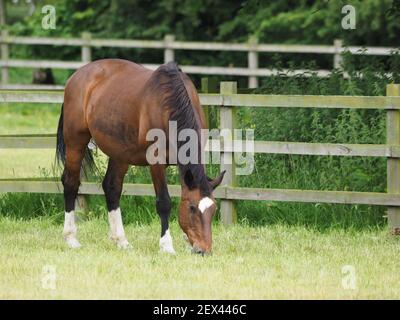 Un joli cheval de baie se grise dans un enclos d'été. Banque D'Images