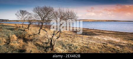 Une vue panoramique de la lumière du soir sur le lac Colliford sur Bodmin Moor, dans les Cornouailles. Banque D'Images