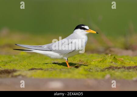 Little Tern (Sternula albifrons), vue latérale d'un adulte debout au sol, Campanie, Italie
