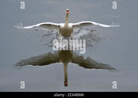 Muet cygne (Cygnus olor) à l'atterrissage, Réserve naturelle du delta du Sauer, rive du Rhin, Munchhausen, Alsace