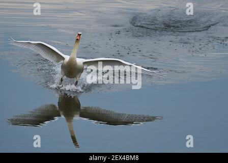 Muet cygne (Cygnus olor) à l'atterrissage, Réserve naturelle du delta du Sauer, rive du Rhin, Munchhausen, Alsace