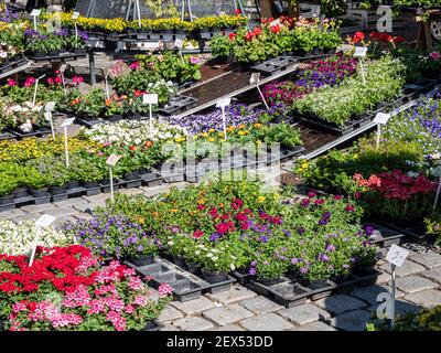 différentes fleurs et plantes dans le marché du jardin Banque D'Images