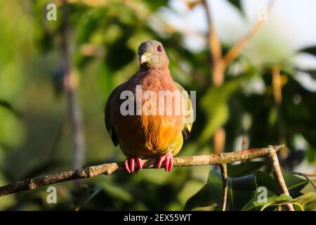 Pigeon vert à col rose dans la forêt tropicale de Singapour. Banque D'Images