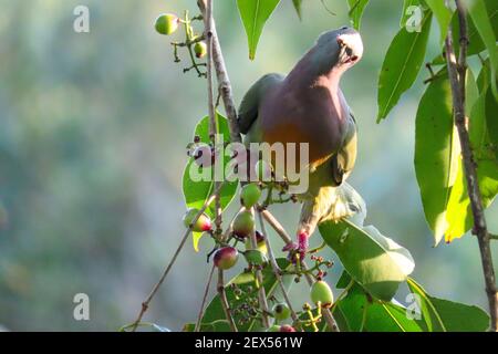 Pigeon vert à col rose dans la forêt tropicale de Singapour. Banque D'Images