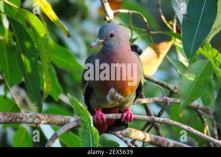 Pigeon vert à col rose dans la forêt tropicale de Singapour. Banque D'Images