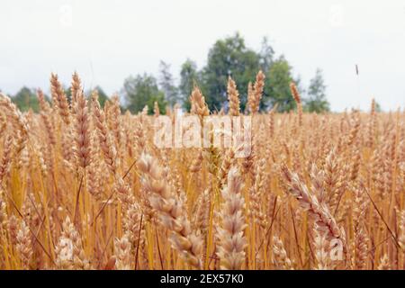Champ de blé le juillet avant la récolte, contexte agricole Banque D'Images