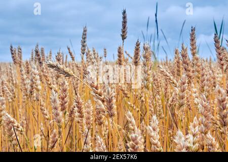 Champ de blé le juillet avant la récolte, contexte agricole Banque D'Images