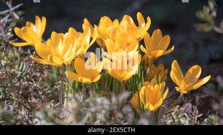 Crocus jaune poussant à l'extérieur. Découvrez la magie des fleurs printanières crocus sativus Banque D'Images