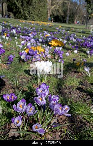 Mélange de crocus de couleur Crocus sativus en pleine fleur Pittville Parc Cheltenham février 2021 Banque D'Images