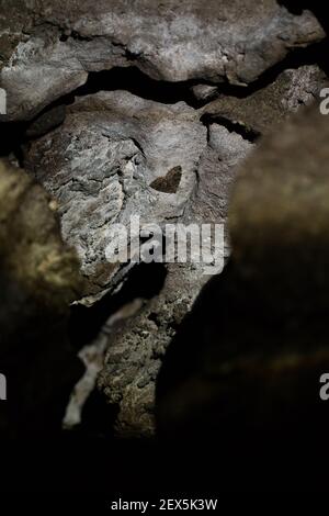 La teigne (Triphosa dubitata) hibernant dans une grotte naturelle, en Finlande Banque D'Images