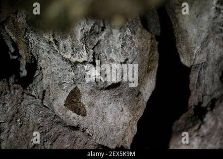 La teigne (Triphosa dubitata) hibernant dans une grotte naturelle, en Finlande Banque D'Images