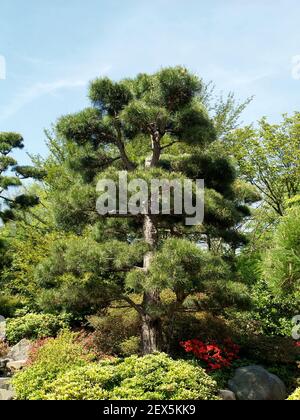 PIN rouge japonais, Pinus densiflora 'pendula' Banque D'Images