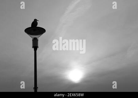 Un mouette est assis sur un feu de rue. Silhouette d'un oiseau. Banque D'Images