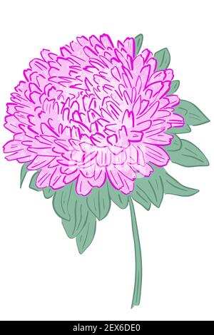 Fleur unique d'asta rose. Vecteur, grande fleur lumineuse. Dessin à main levée. Illustration de Vecteur