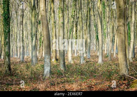 Forêt dense d'arbres. Banque D'Images