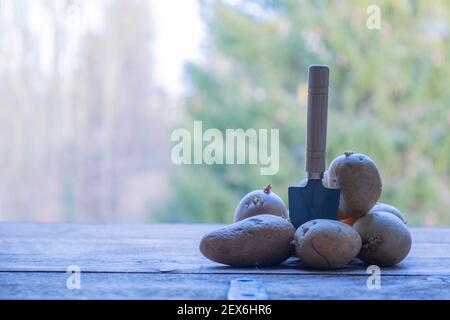 Pommes de terre germées sur une table en bois dans le jardin. Banque D'Images