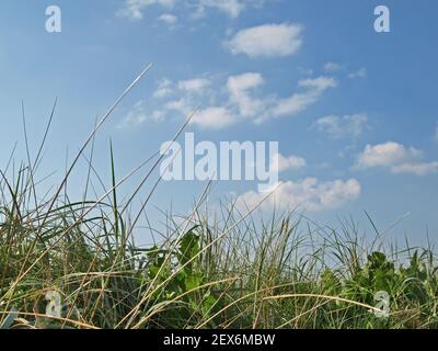 Herbe de maram, Ammophila Banque D'Images