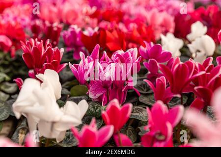 Le cyclamen rose et blanc fleuris en serre, nature fond floral Banque D'Images