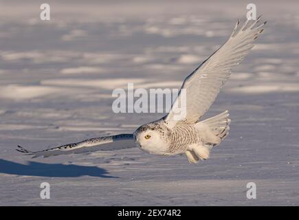 La femelle de la chouette des neiges chasse sur un champ couvert de neige à Hiver au Canada Banque D'Images